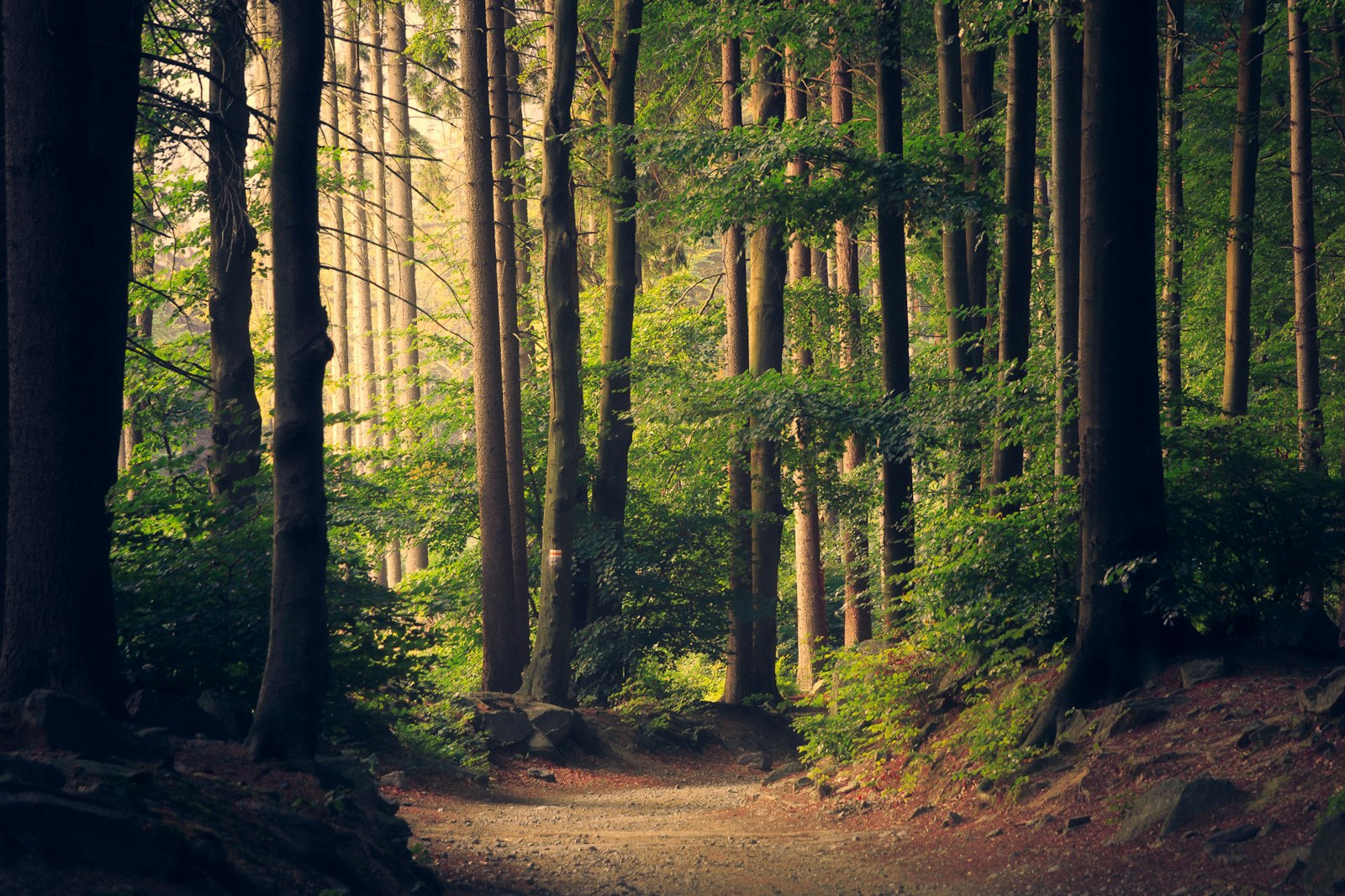 Een bospad met licht dat door de bomen valt